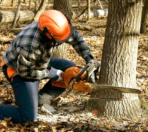 Tree Removal in Streetman, TX